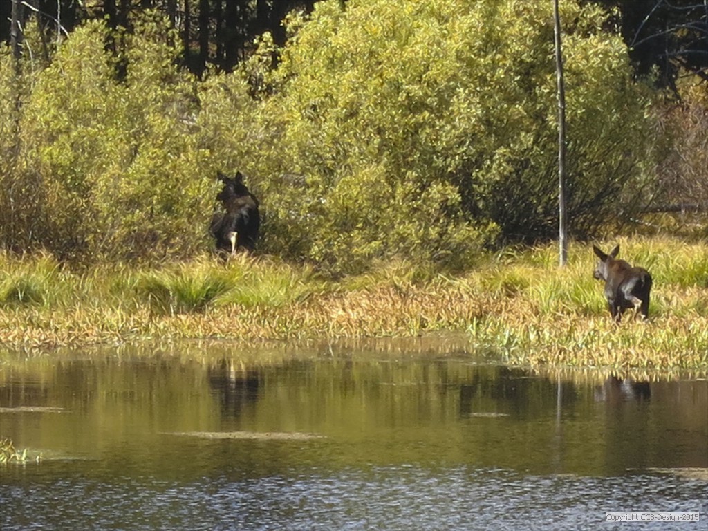 Moose-Calf-1a