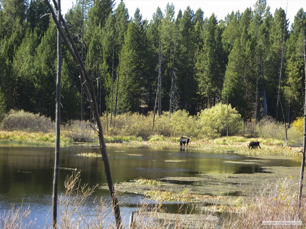 Moose-Calf-2a