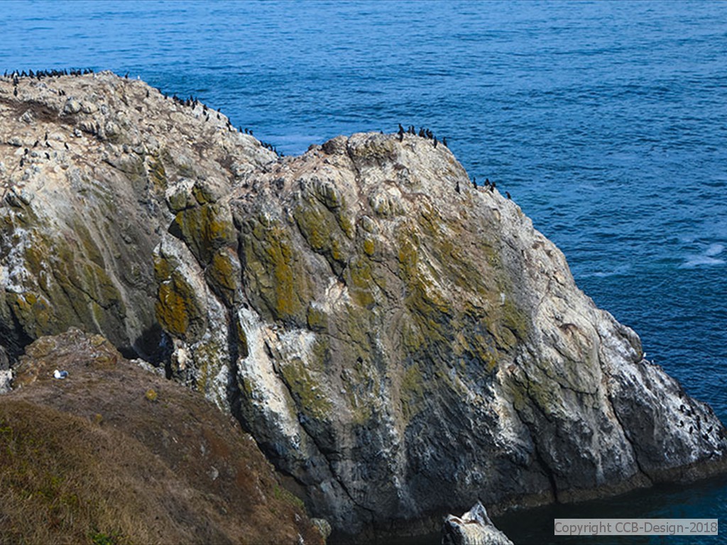 Bird Collection Area